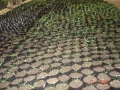 kokop-tree-nursery-project-%e2%80%93-an-initiative-of-kvedo-inc-to-grow-seedlings-and-distribute-them-freely-to-villages-for-reforestation-purposes-_0