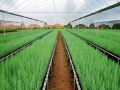 reforestation-2