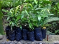 reforestation_16