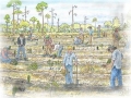 reforestation_tn