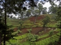reforested-land-haiti